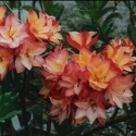 Picture of Azalea Nicholas De Rothschild