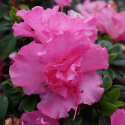 Picture of Azalea Niobe Pink