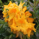 Picture of Azalea Orange Glow