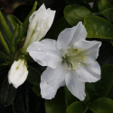 Azalea Palestrina Picture of Azalea Palestrina