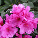 Picture of Azalea Paradise Pixie