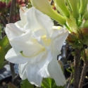 Picture of Azalea Pavlova