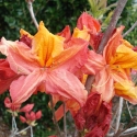 Picture of Azalea Persian Dancer