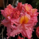 Picture of Azalea Persian Rose