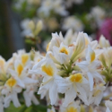 Picture of Azalea Persil