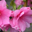 Picture of Azalea Pink Ruffles