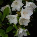 Picture of Azalea Popcorn