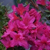 Picture of Azalea Purple Glitters