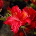 Picture of Azalea Raspberry Ripple