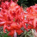Picture of Azalea Red Frills
