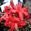 Picture of Azalea Red Gem