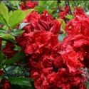 Picture of Azalea Red Rag