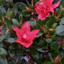 Picture of Azalea Scarlet Prince