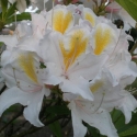 Picture of Azalea Silver Slipper