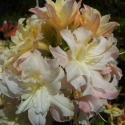 Picture of Azalea Soft Lights