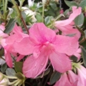 Picture of Azalea Splendens