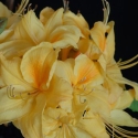 Picture of Azalea Sun Chariot