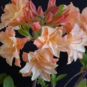 Picture of Azalea Sunray