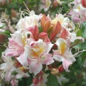 Picture of Azalea Sweet Inspiration