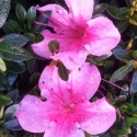 Picture of Azalea Tosca