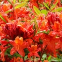 Picture of Azalea Vulcan