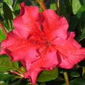 Picture of Azalea Vuyks Scarlet
