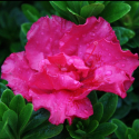 Picture of Azalea Waeles Beauty