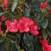 Azalea Wards Ruby Picture of Azalea Wards Ruby