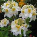 Picture of Azalea White Golden Eye