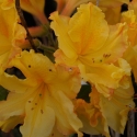 Picture of Azalea Yellow Ball