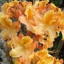 Picture of Azalea Yellow Beauty