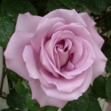 Picture of Azubis Clg-Rose