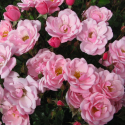 Picture of Babe Mini Patio Std 45cm-Rose