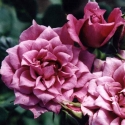 Picture of Baby Amethyst-Rose