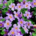 Picture of Bacopa Gulliver Blue