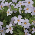 Picture of Bacopa Gulliver Lilac