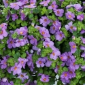 Picture of Bacopa Gulliver Violet