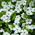 Picture of Bacopa Gulliver White