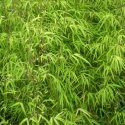 Picture of Bambusa Gracilis