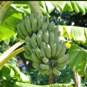 Picture of Banana Misi Luki