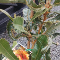 Picture of Banksia Bauerii