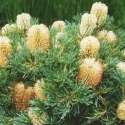 Picture of Banksia Birthday Candles