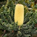 Picture of Banksia Coastal
