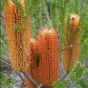 Picture of Banksia Ericafolia