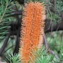 Picture of Banksia Giant Candles