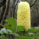 Picture of Banksia Grandis