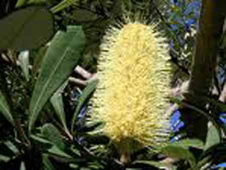 Picture of Banksia Integrifolia