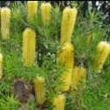 Picture of Banksia Lemon Delicious
