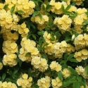 Picture of Rose Banksia Lutea Clg-Rose