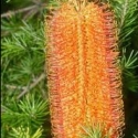 Picture of Banksia Orange Candles